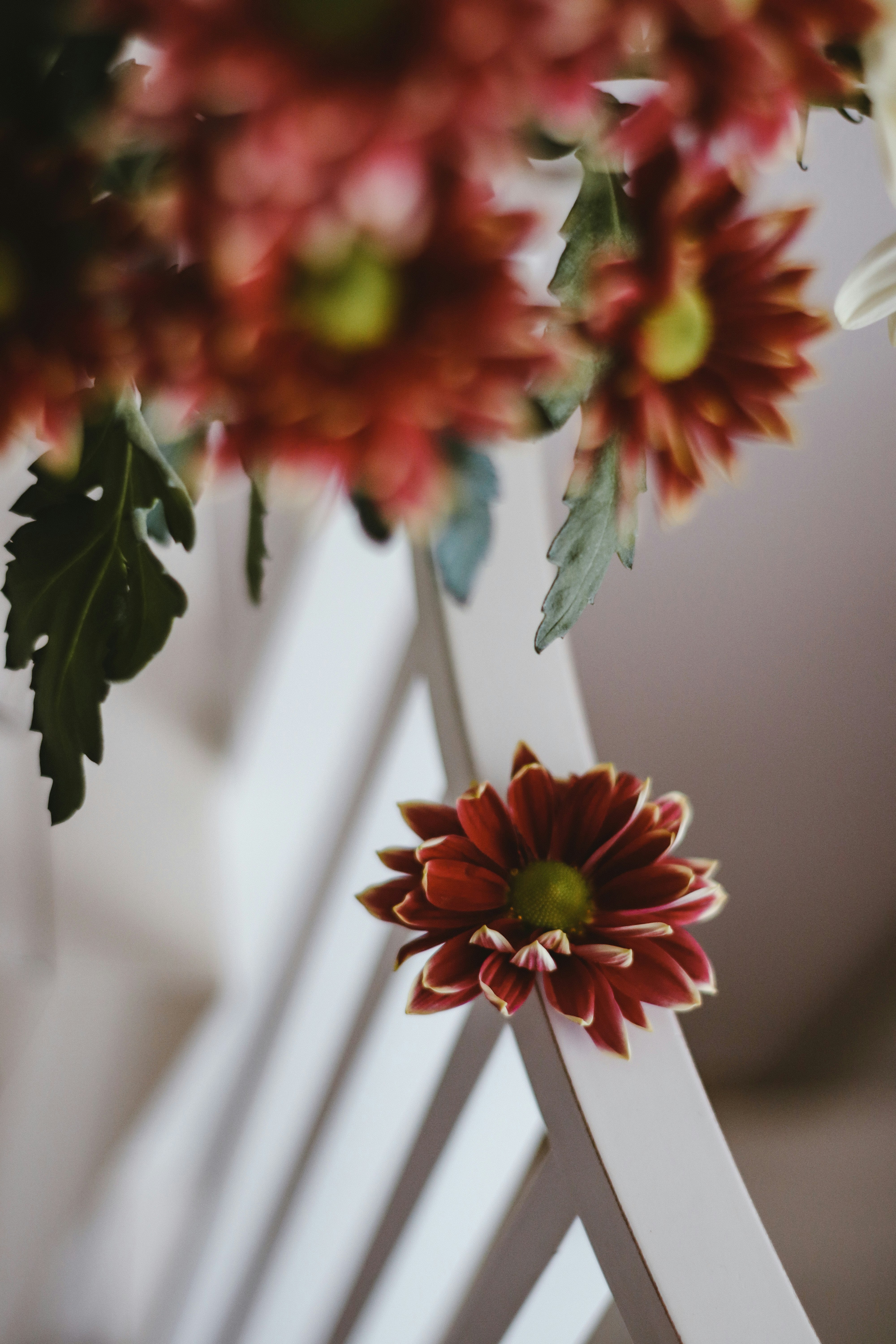 red and yellow flower in tilt shift lens