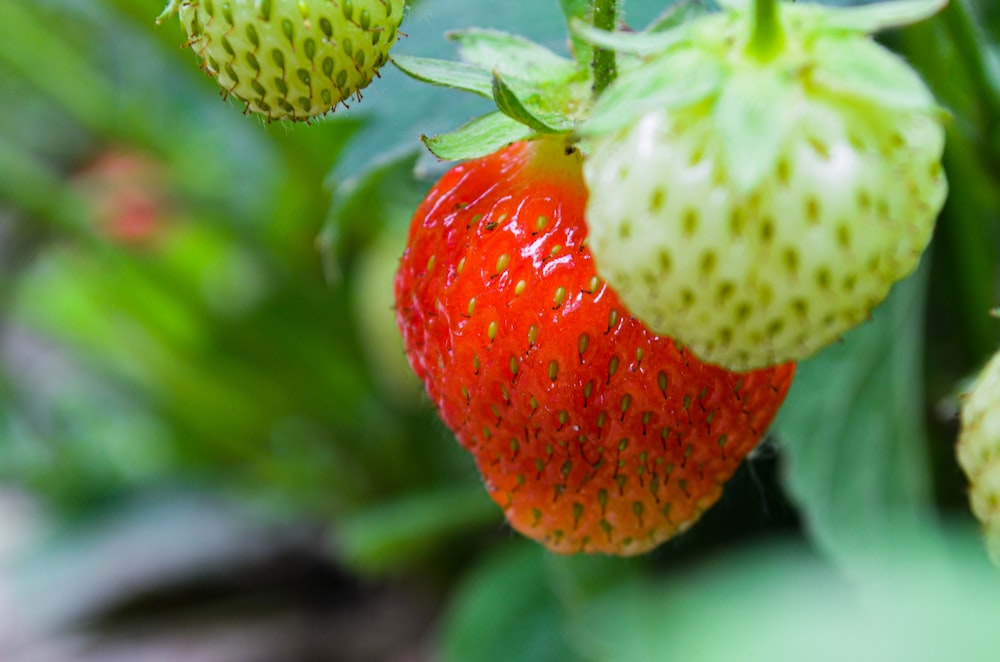 red strawberry in macro lens