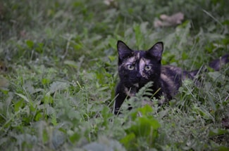black cat on green grass during daytime
