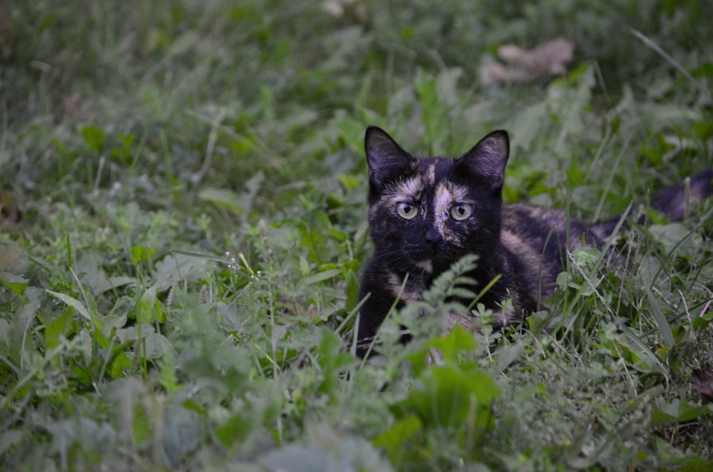 chat noir sur l’herbe verte pendant la journée