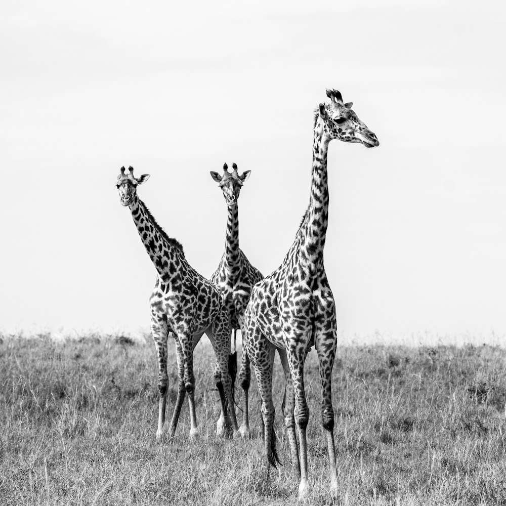 2 giraffes on brown grass field