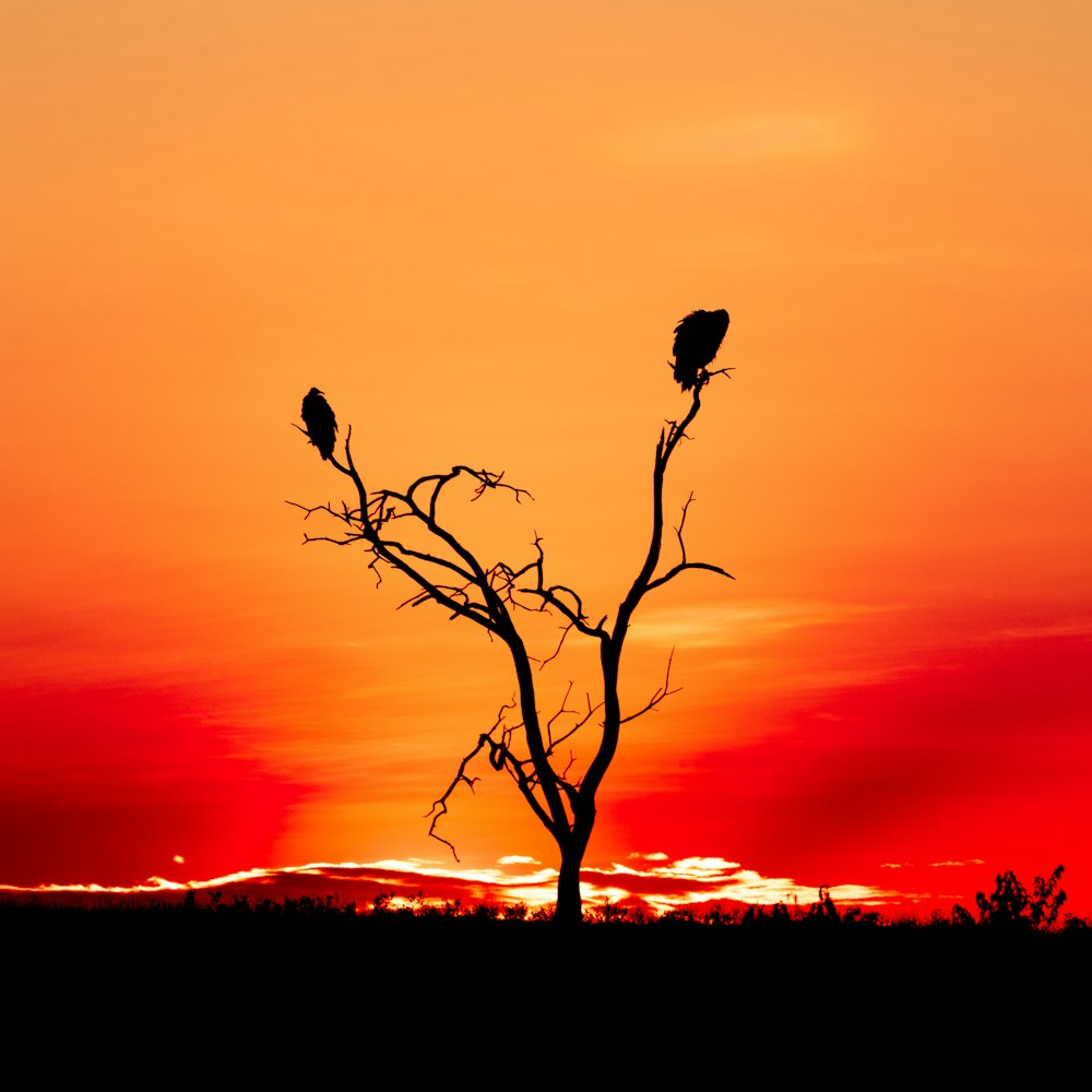 silhouette of bird on tree branch during sunset