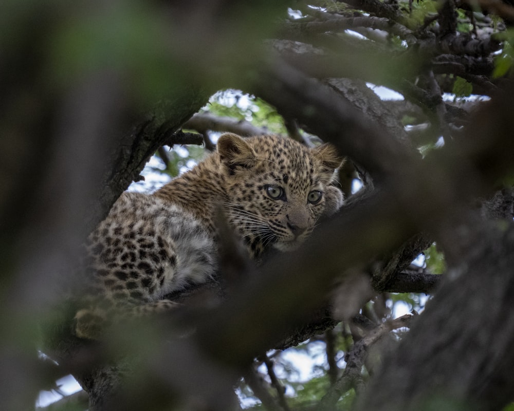 leopard on tree branch during daytime