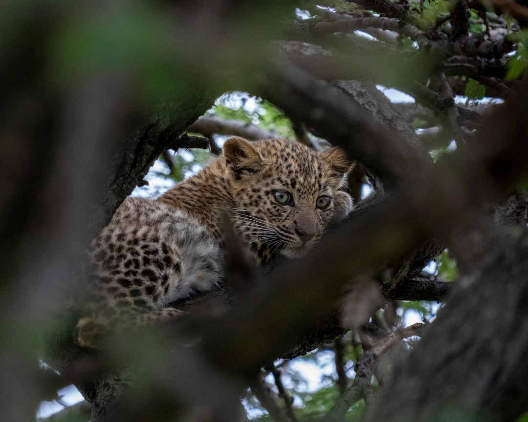 leopard on tree branch during daytime,
