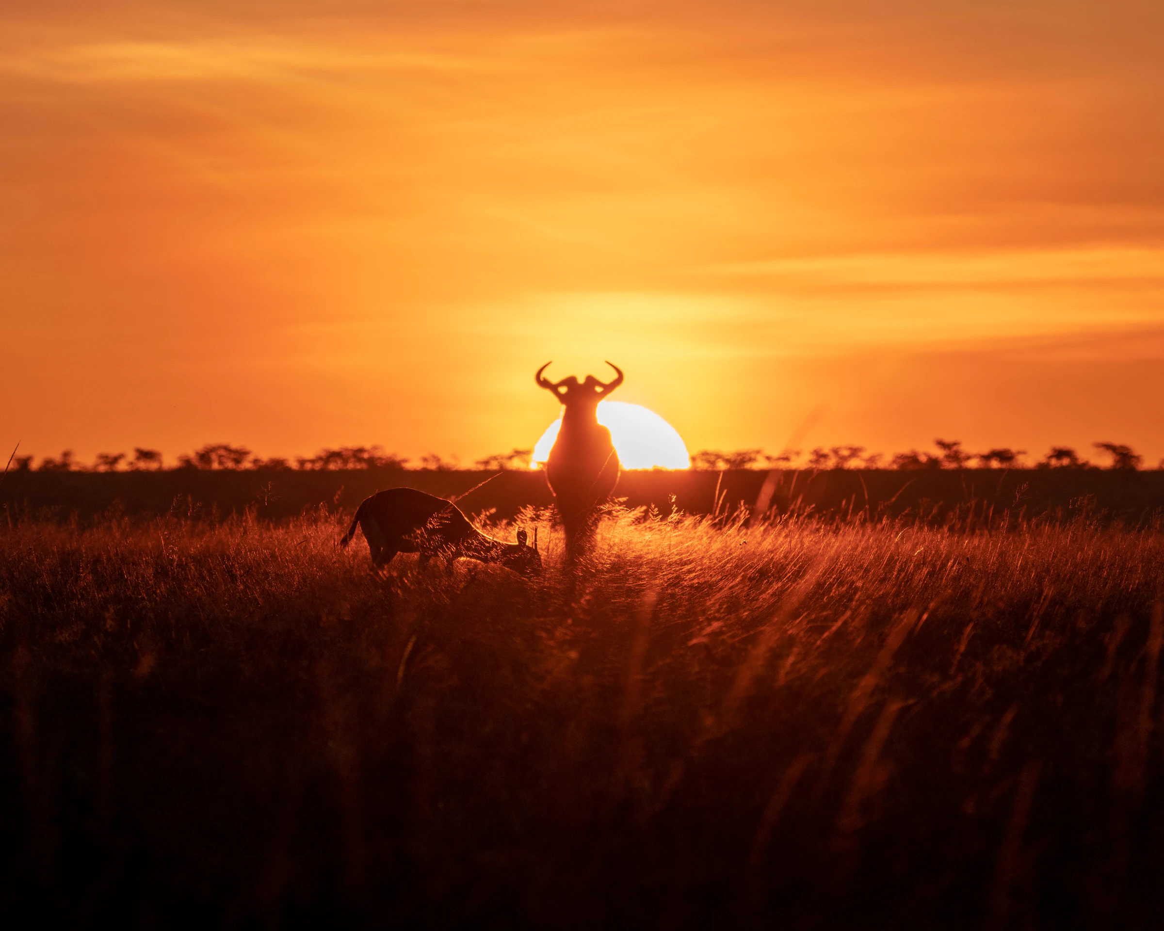 Serengeti