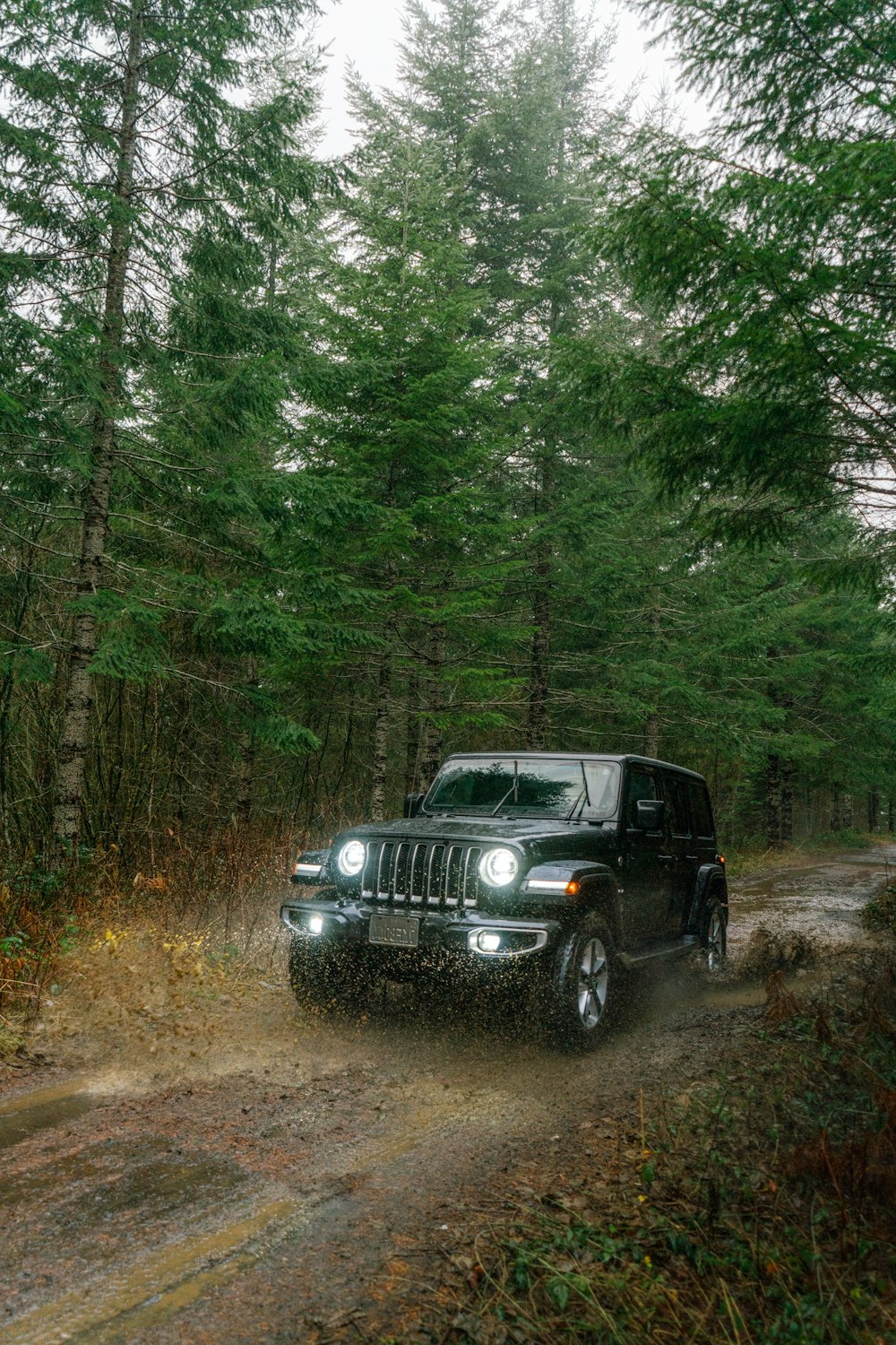 Jeep Wrangler noire sur la forêt pendant la journée