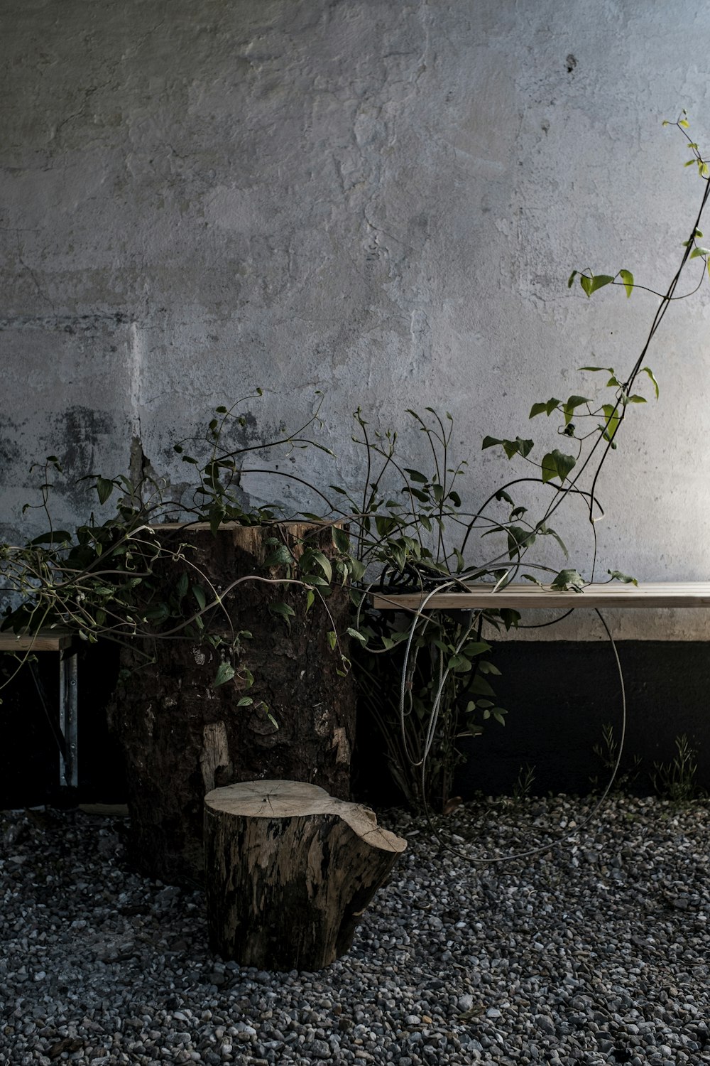 green plant on brown wooden table