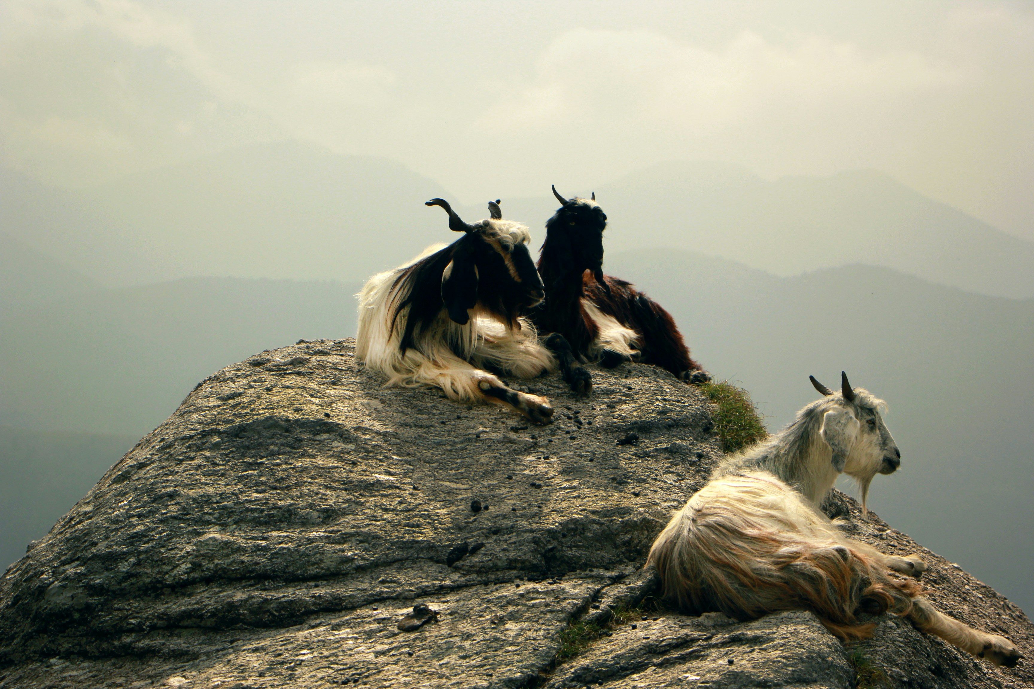 black and white horse lying on ground during daytime