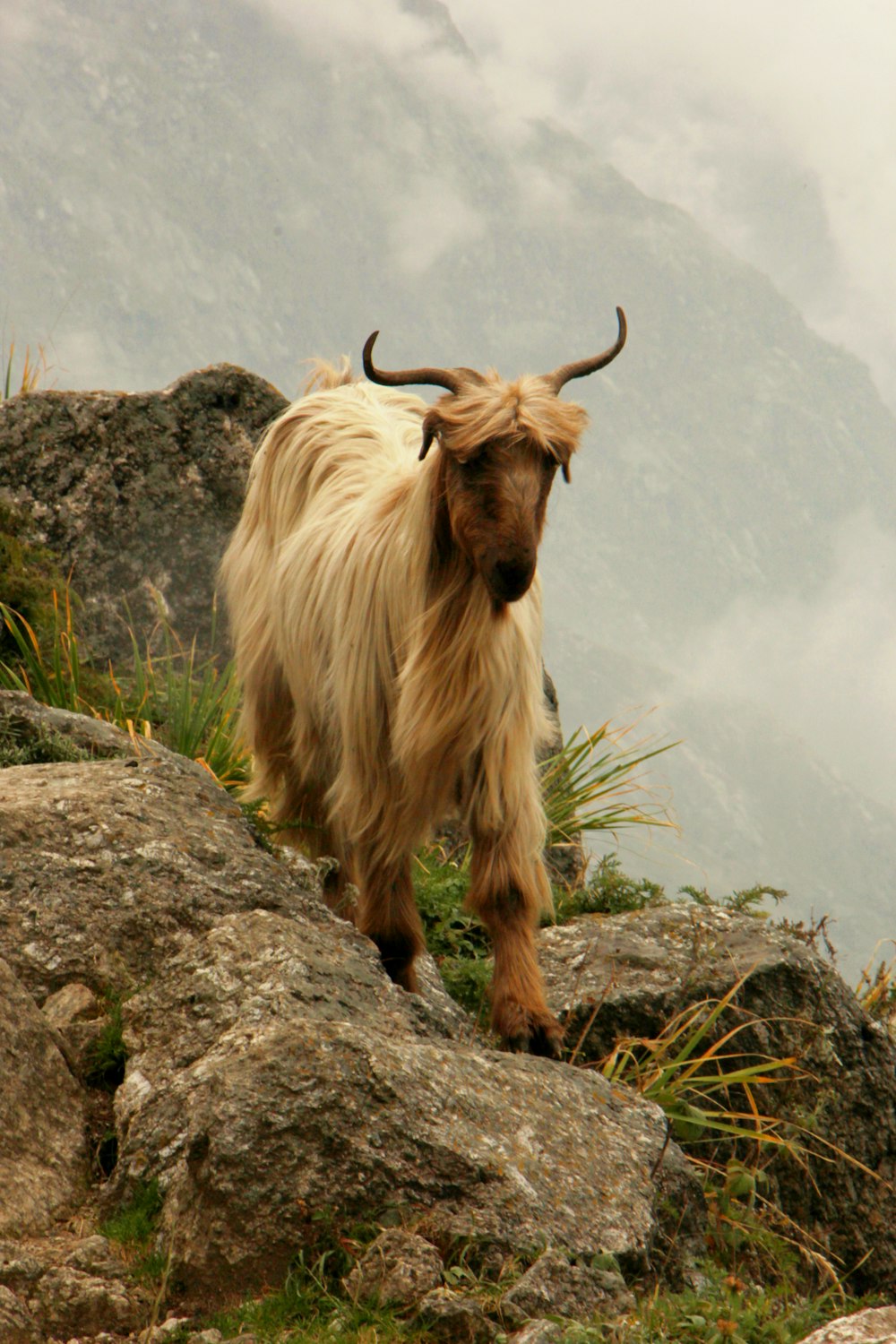 brown cow on gray rock during daytime