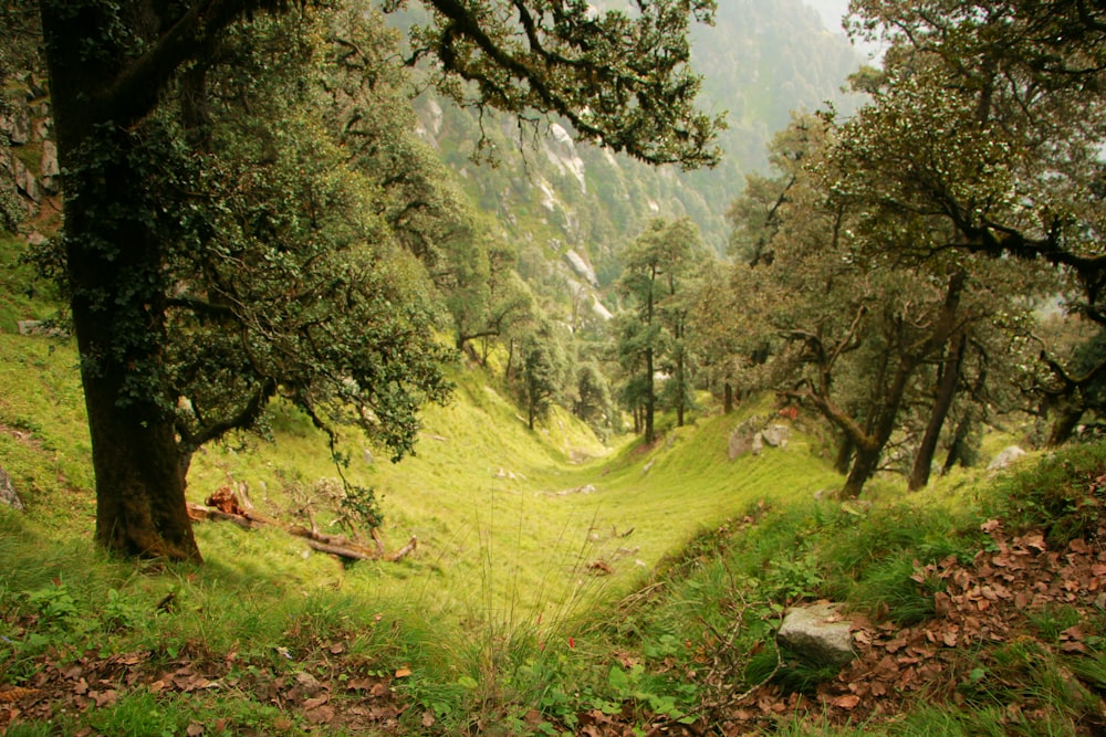 green grass field and green trees during daytime