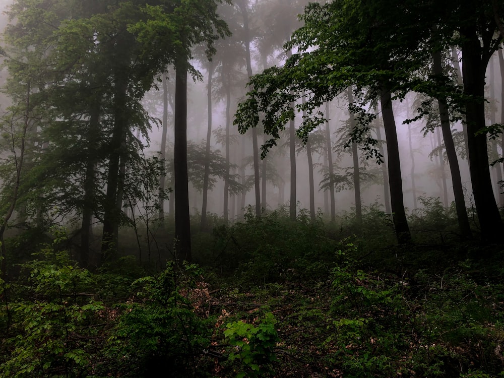 green trees on forest during foggy day