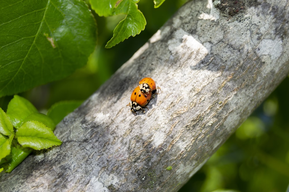 orange and black ladybug on gray concrete wall during daytime