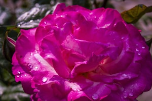 Rose Tint Balm