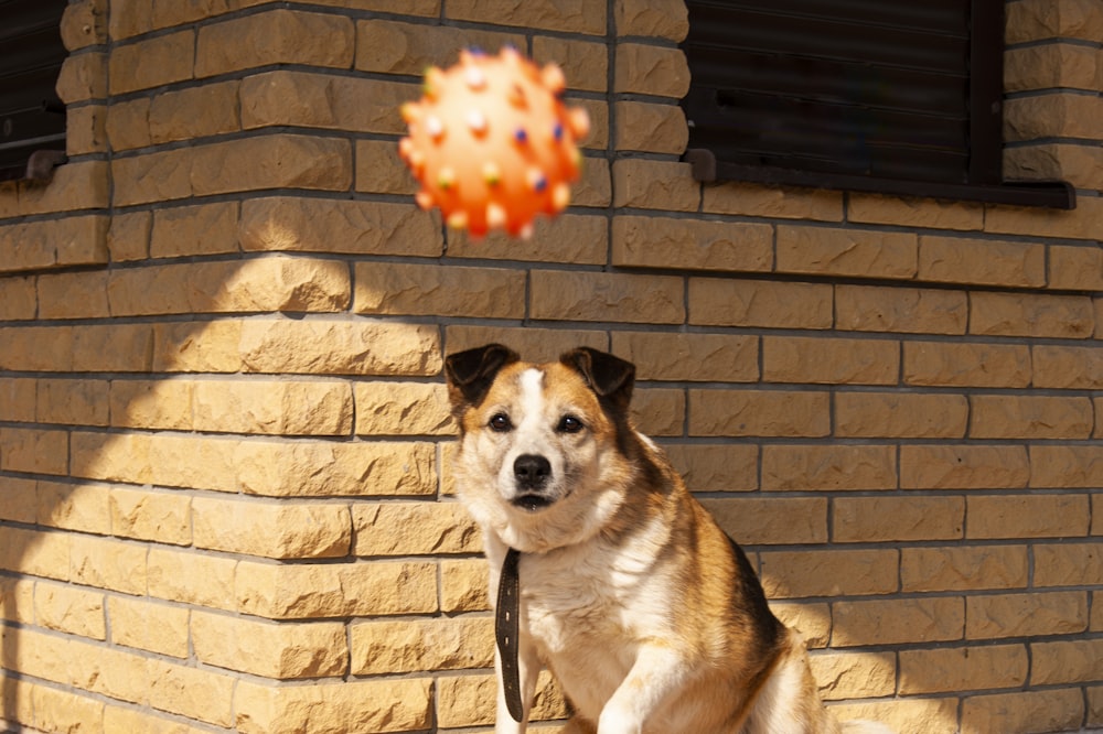 brown and white short coated dog sitting on brown brick wall