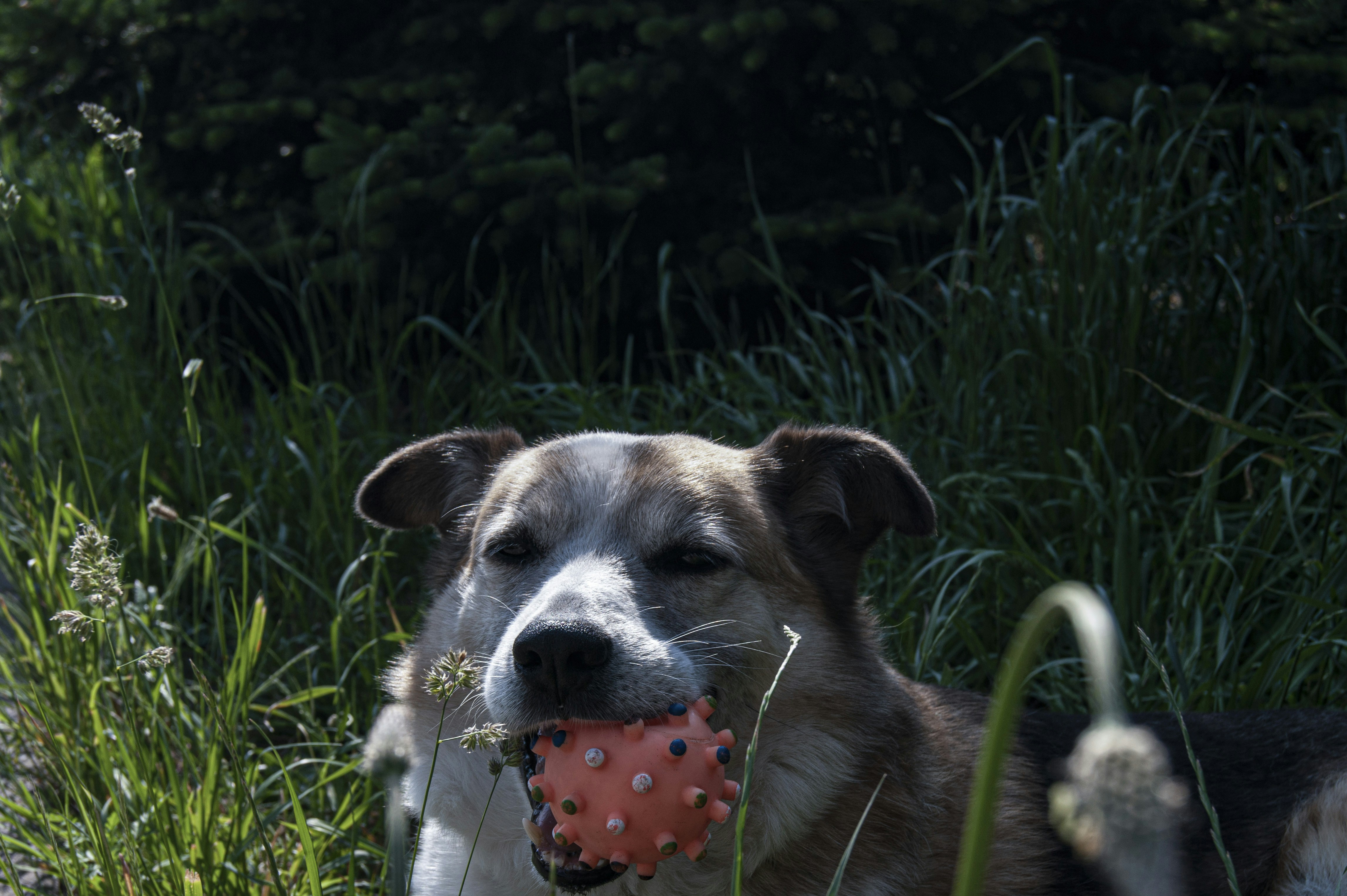 brown and white short coated dog biting red strawberry on green grass field during daytime