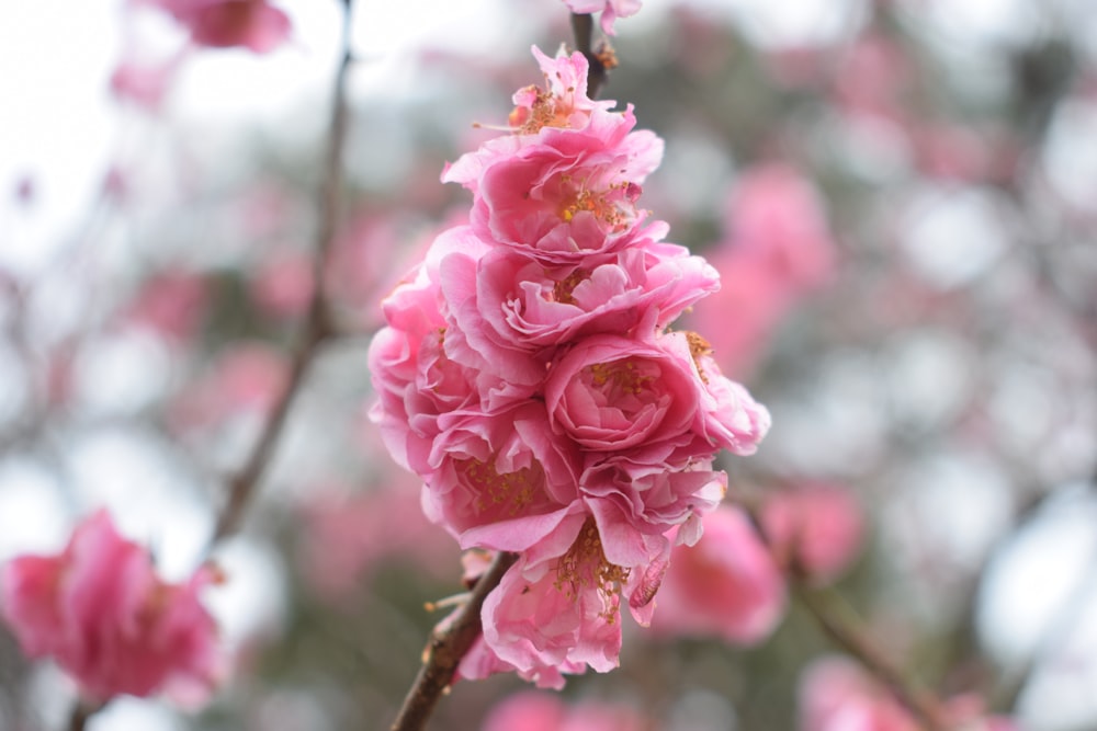 pink flower in tilt shift lens