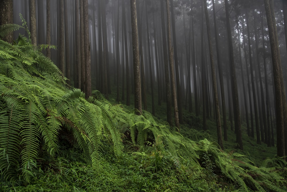 green moss on brown tree trunk