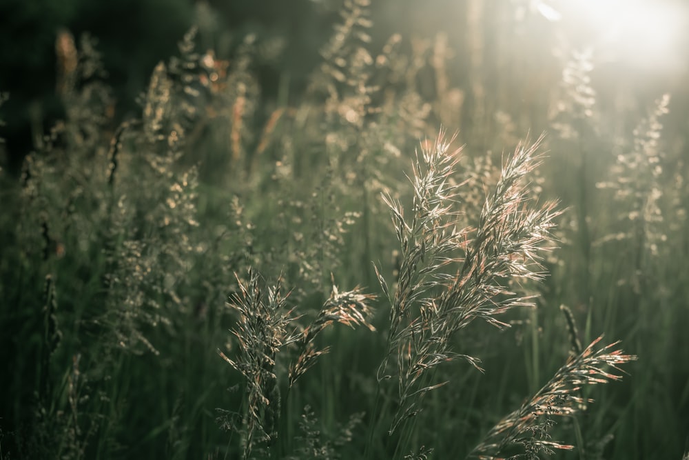 green grass field during daytime