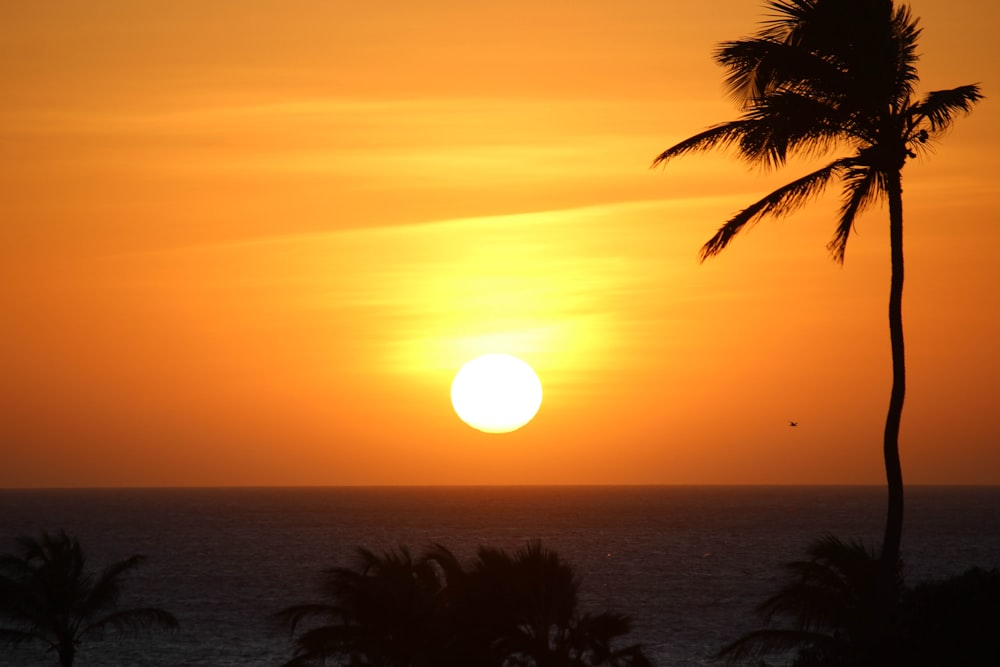 silhouette of palm tree during sunset