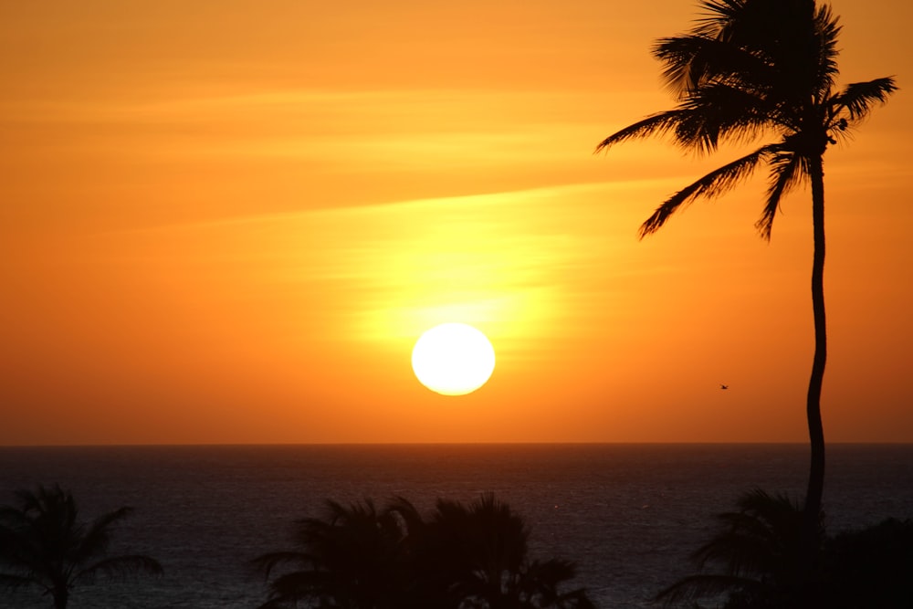 silhouette di palma durante il tramonto