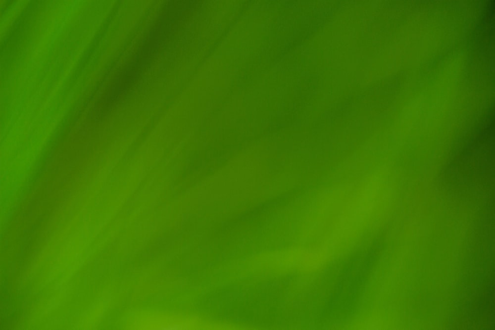 green textile in close up photography