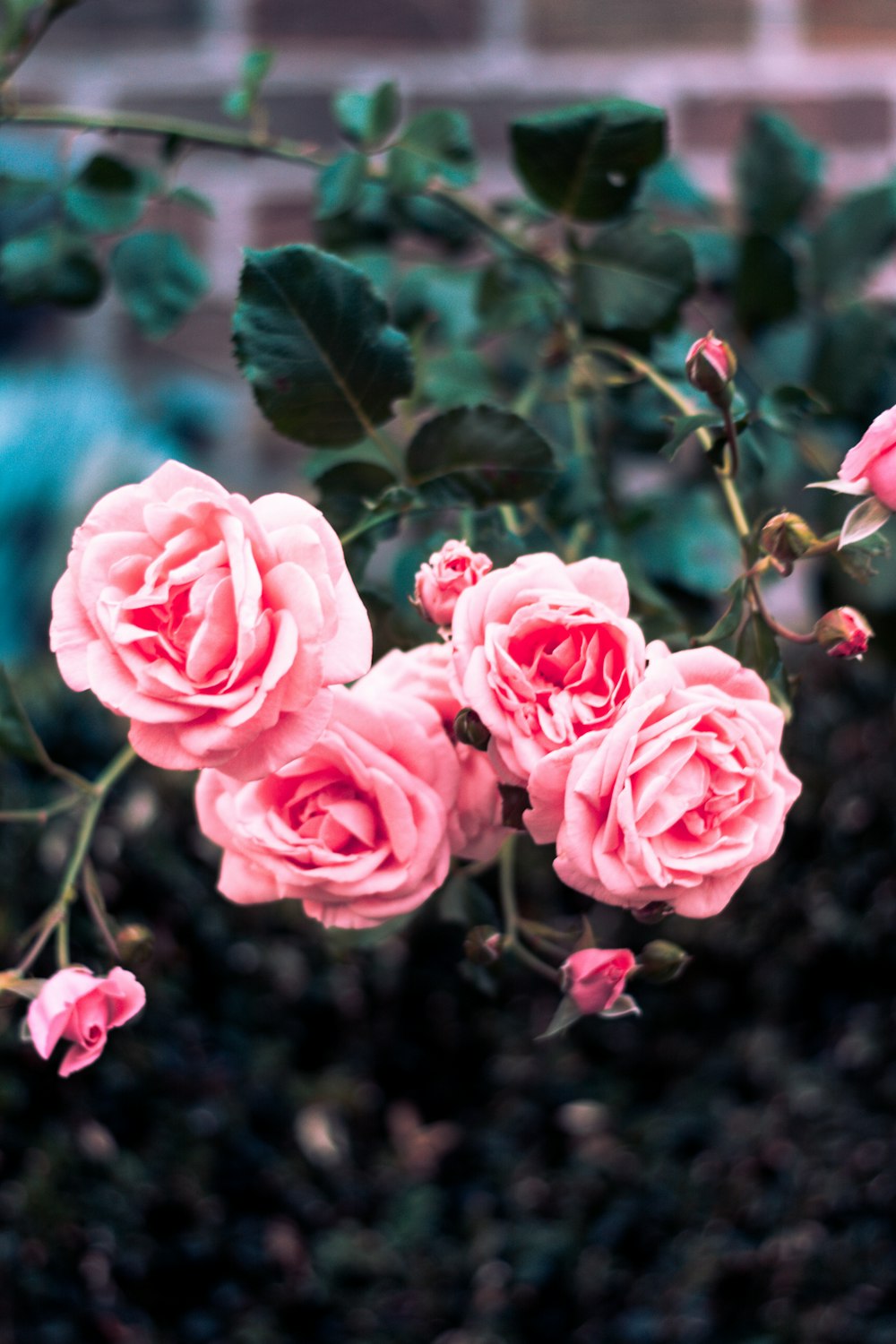 pink roses in close up photography