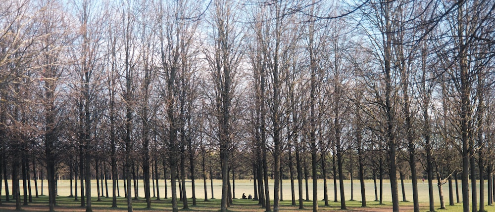 leafless trees on green grass field