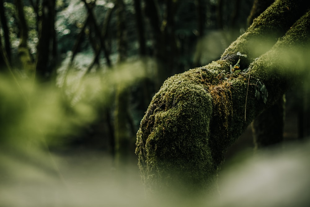 green moss on brown tree trunk