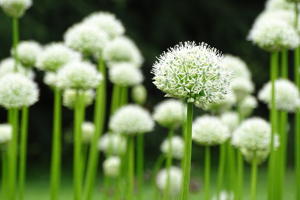 white flower in tilt shift lens