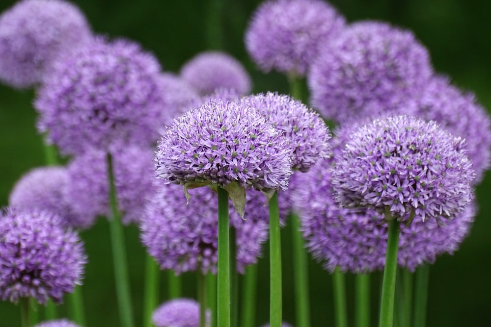 purple flower in macro lens