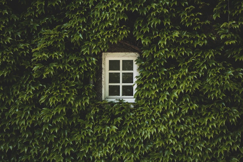 white wooden window frame on green plant