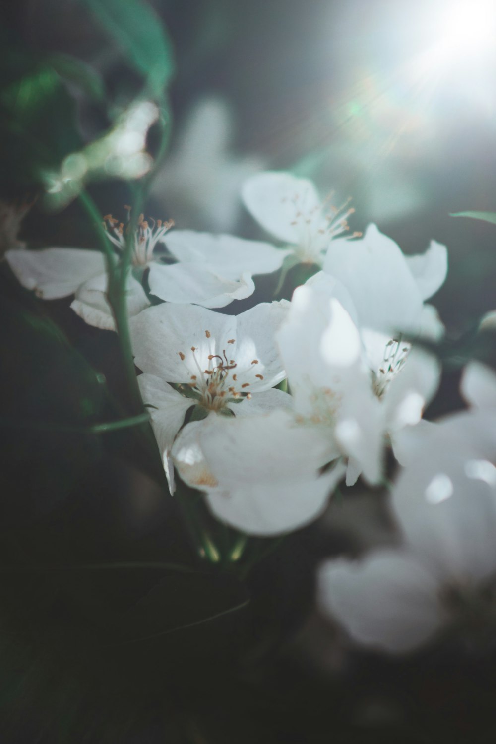 a close up of white flowers on a tree