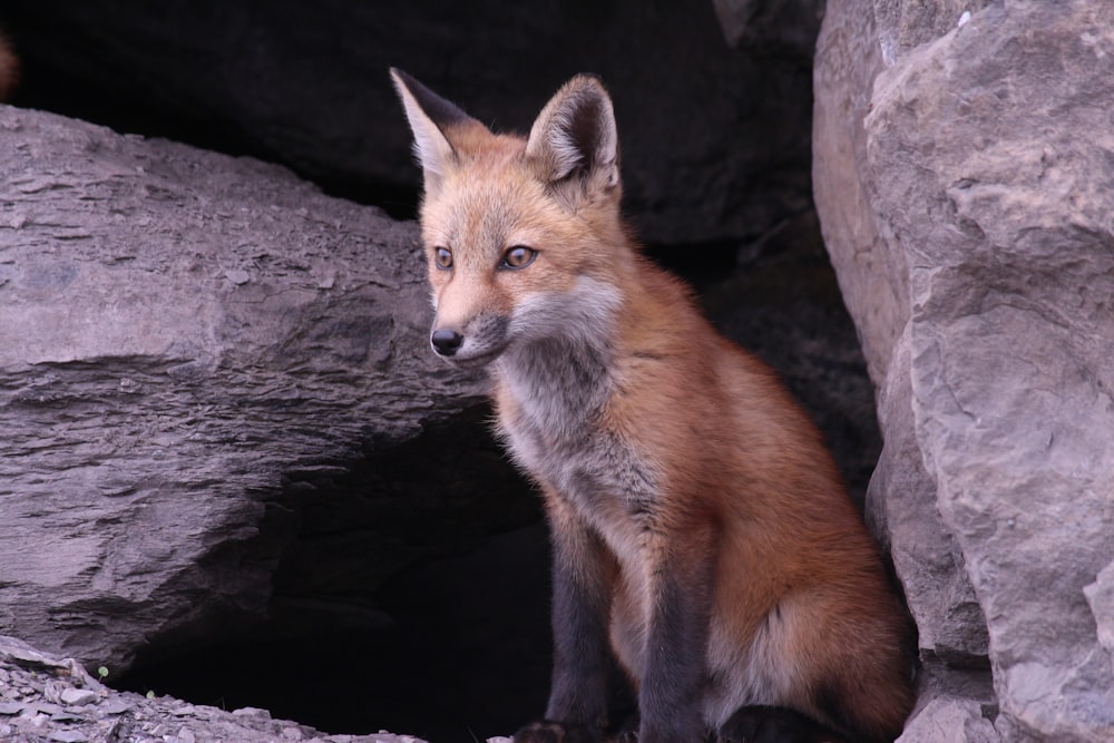 brown fox on black rock