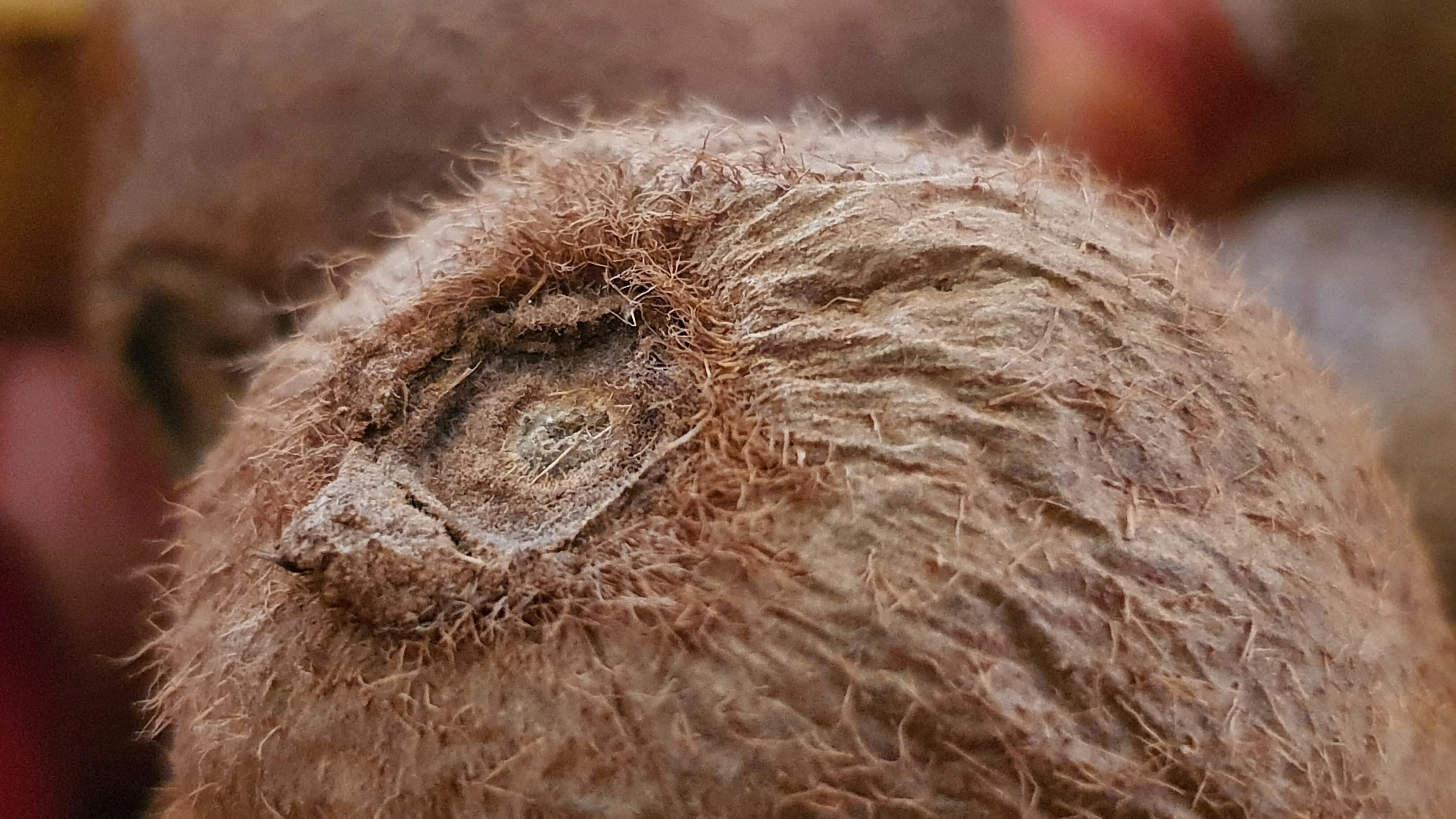 brown bird in close up photography