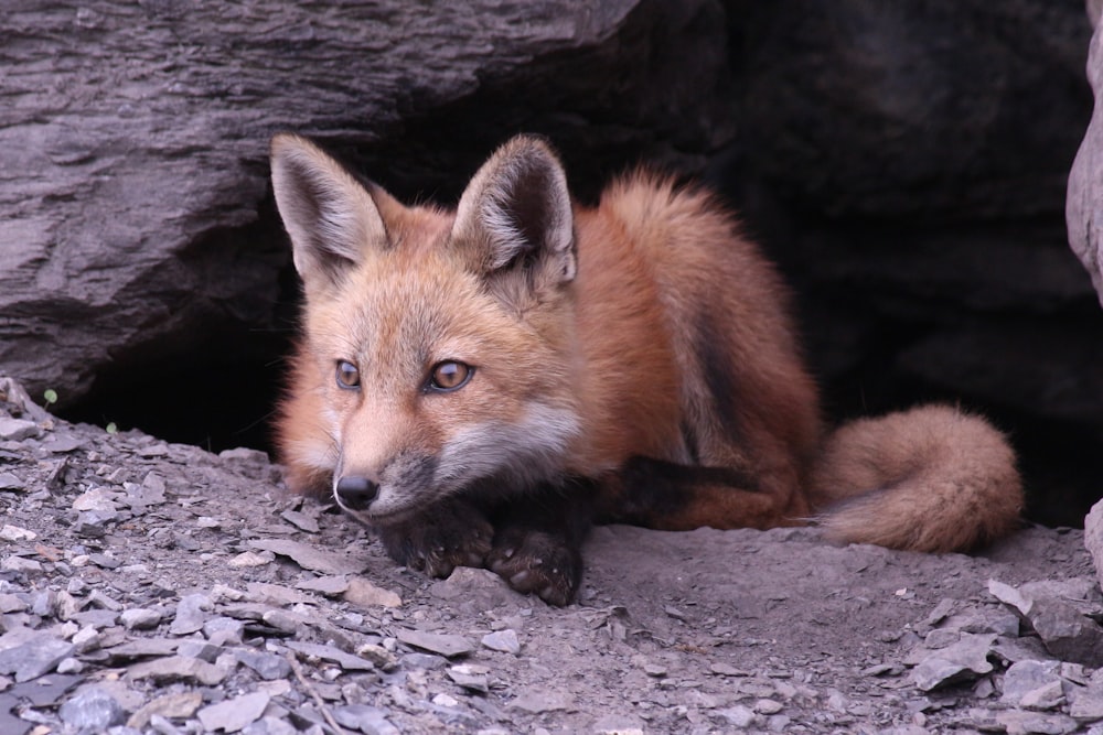 brown fox lying on gray rock