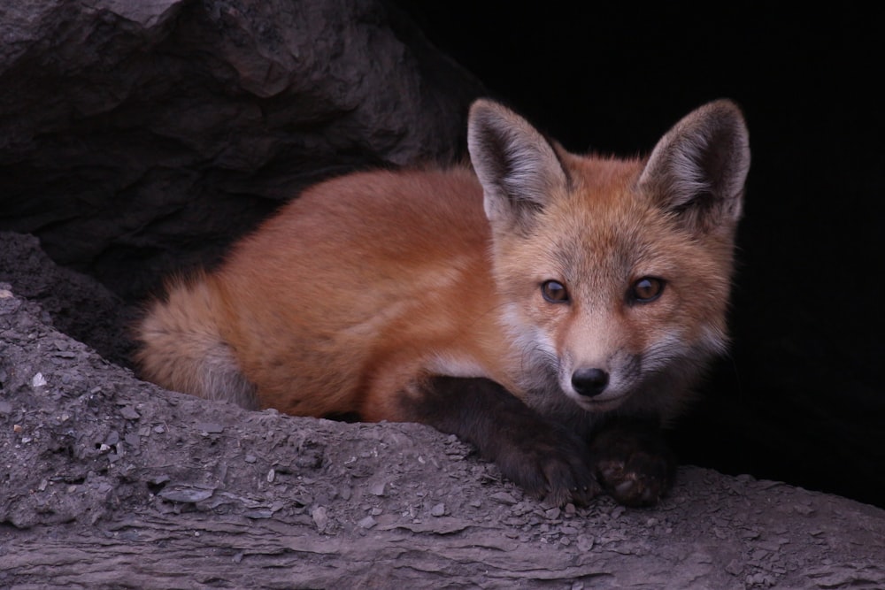 brown fox lying on gray rock