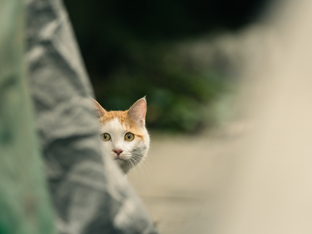 white and orange cat on gray textile