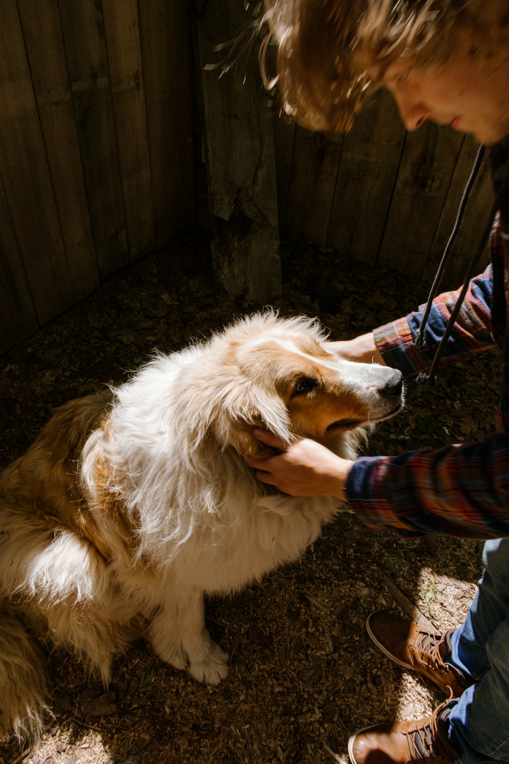 white and brown long coated dog