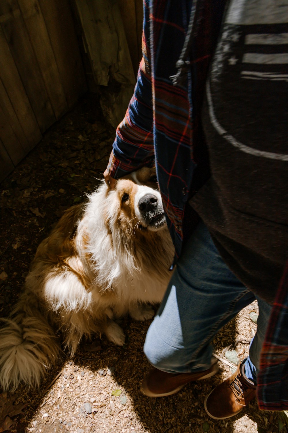 a brown and white dog sitting next to a person