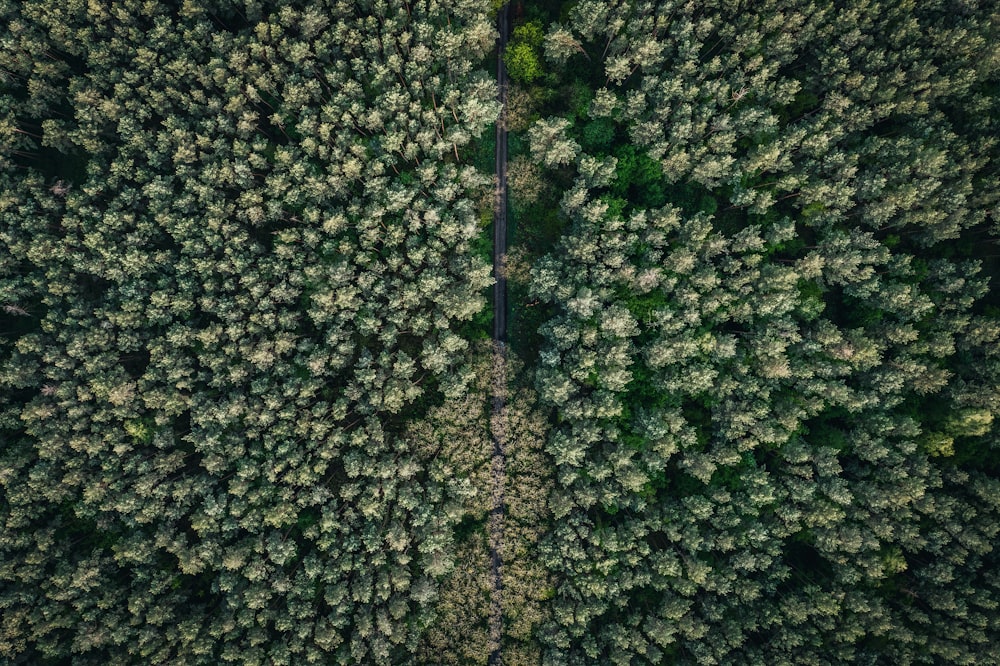 green leaf trees during daytime