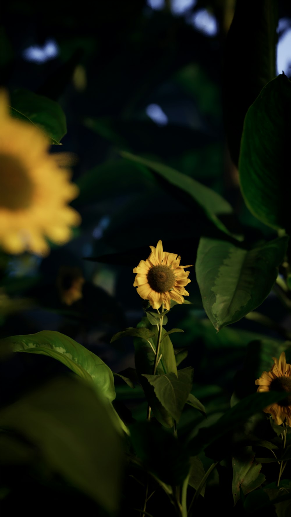 yellow sunflower in bloom during daytime