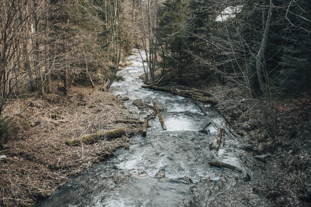 river in the middle of the woods