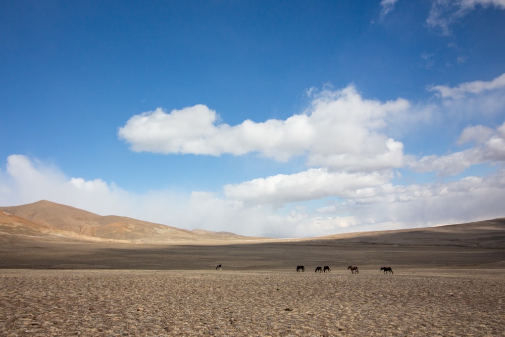 people walking on desert under blue sky during daytime