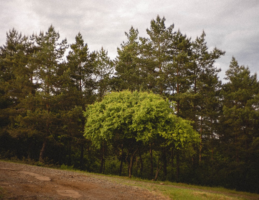 árboles verdes bajo el cielo blanco durante el día