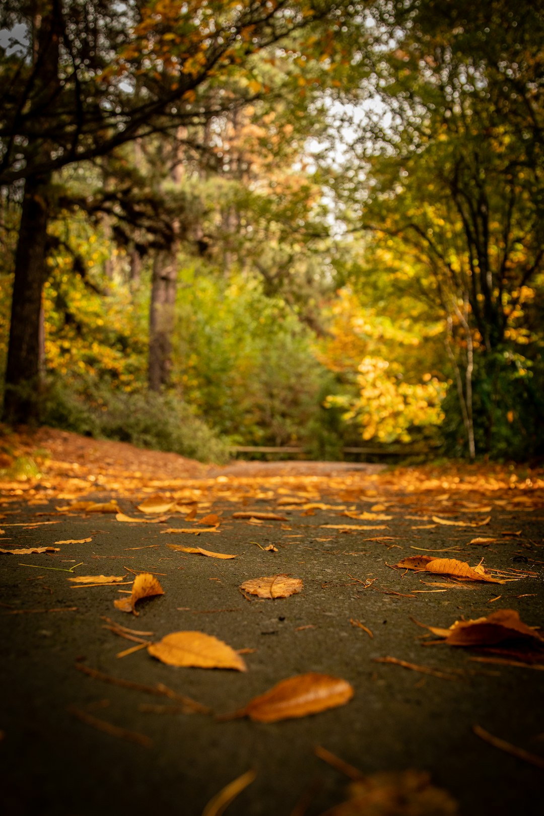 brown dried leaves on the ground