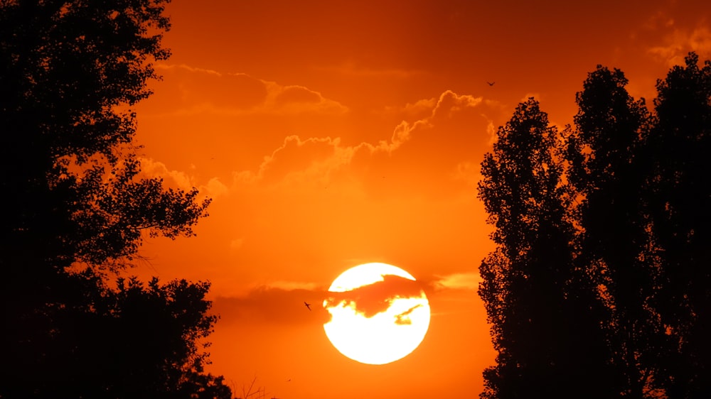 silhouette of trees under blue sky during sunset