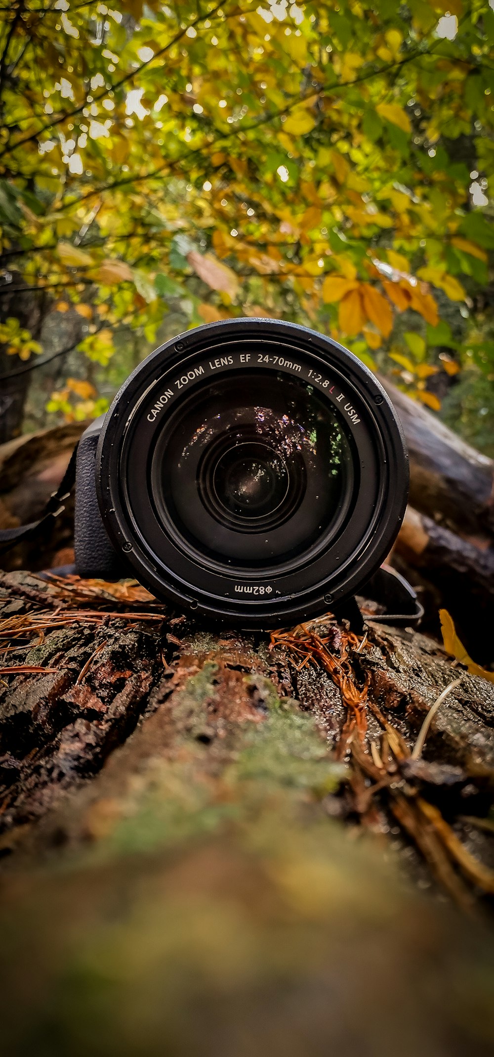 a camera sitting on top of a tree stump