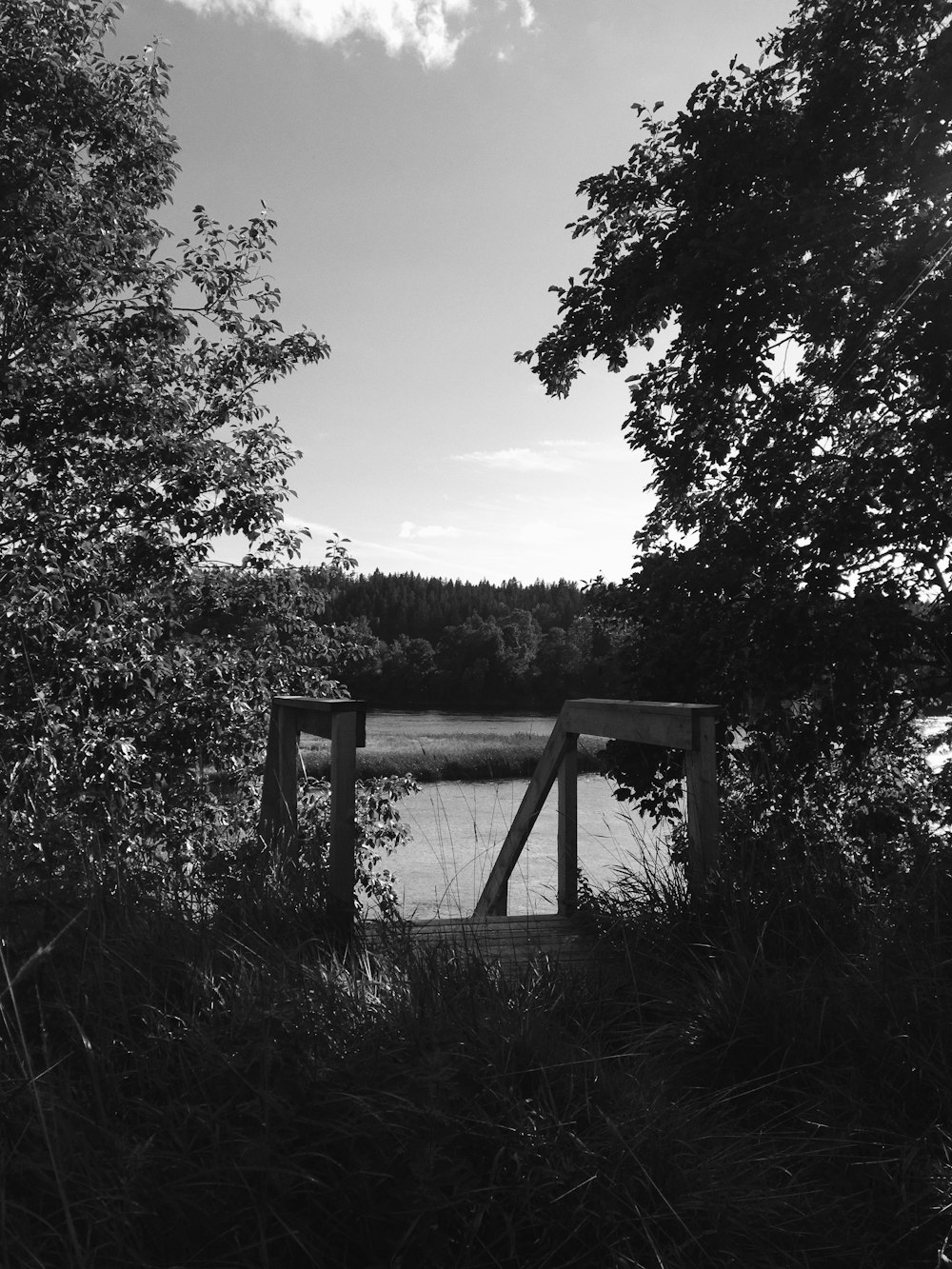 grayscale photo of trees near body of water