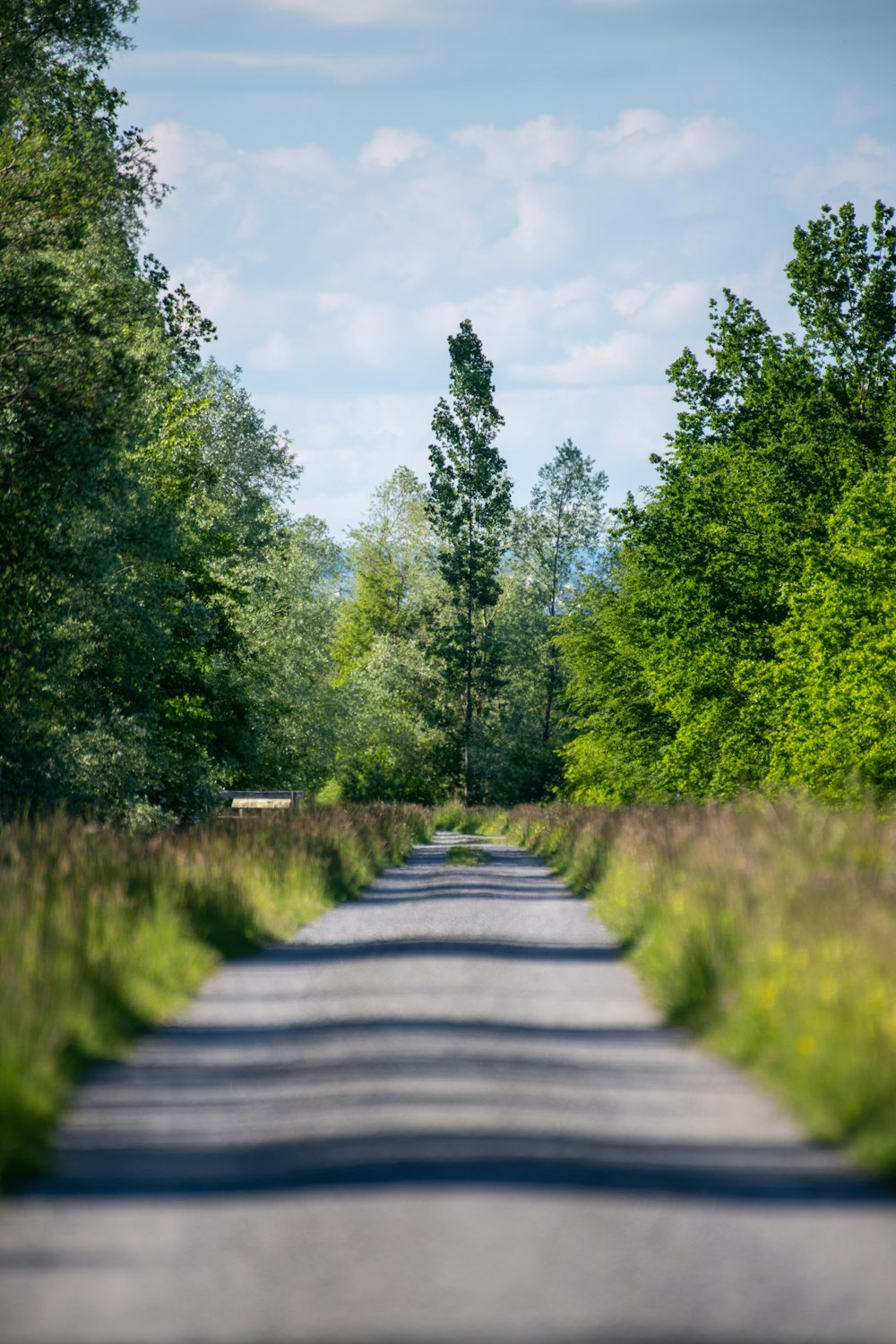 gray concrete road between green trees under white clouds and blue sky during daytime