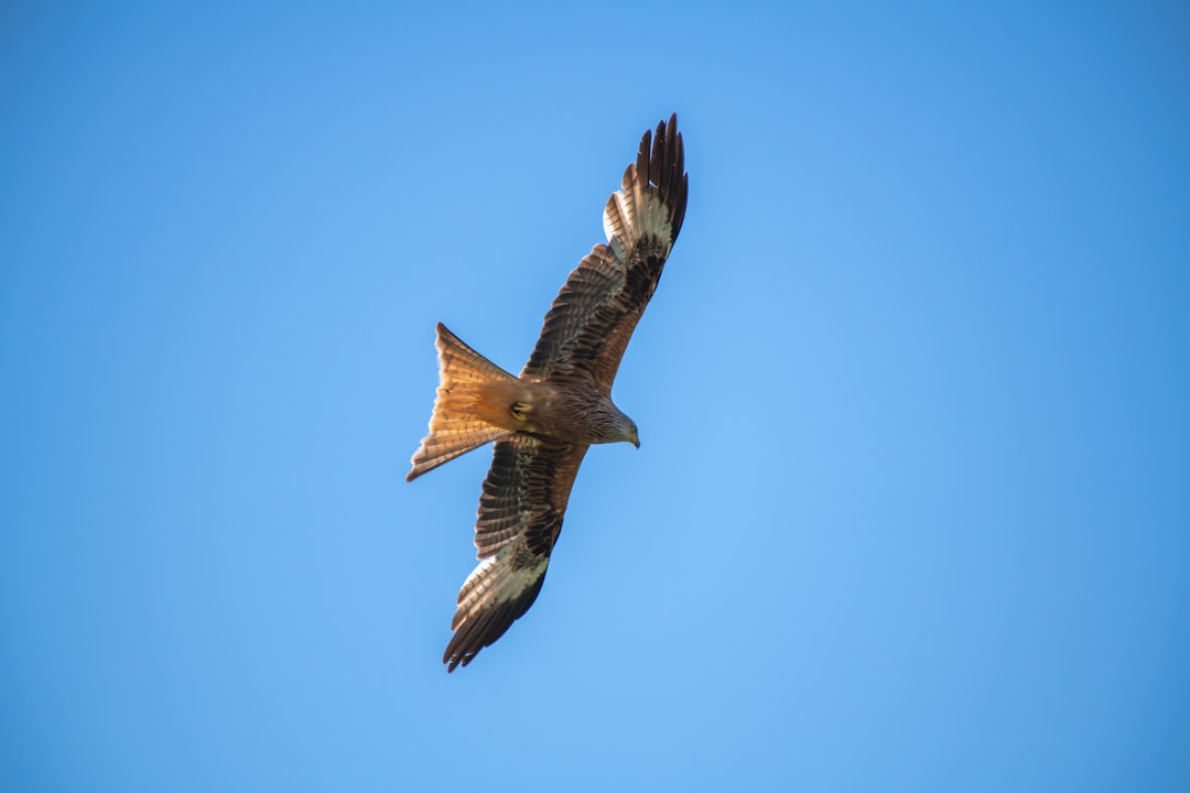 brown and white bird flying during daytime